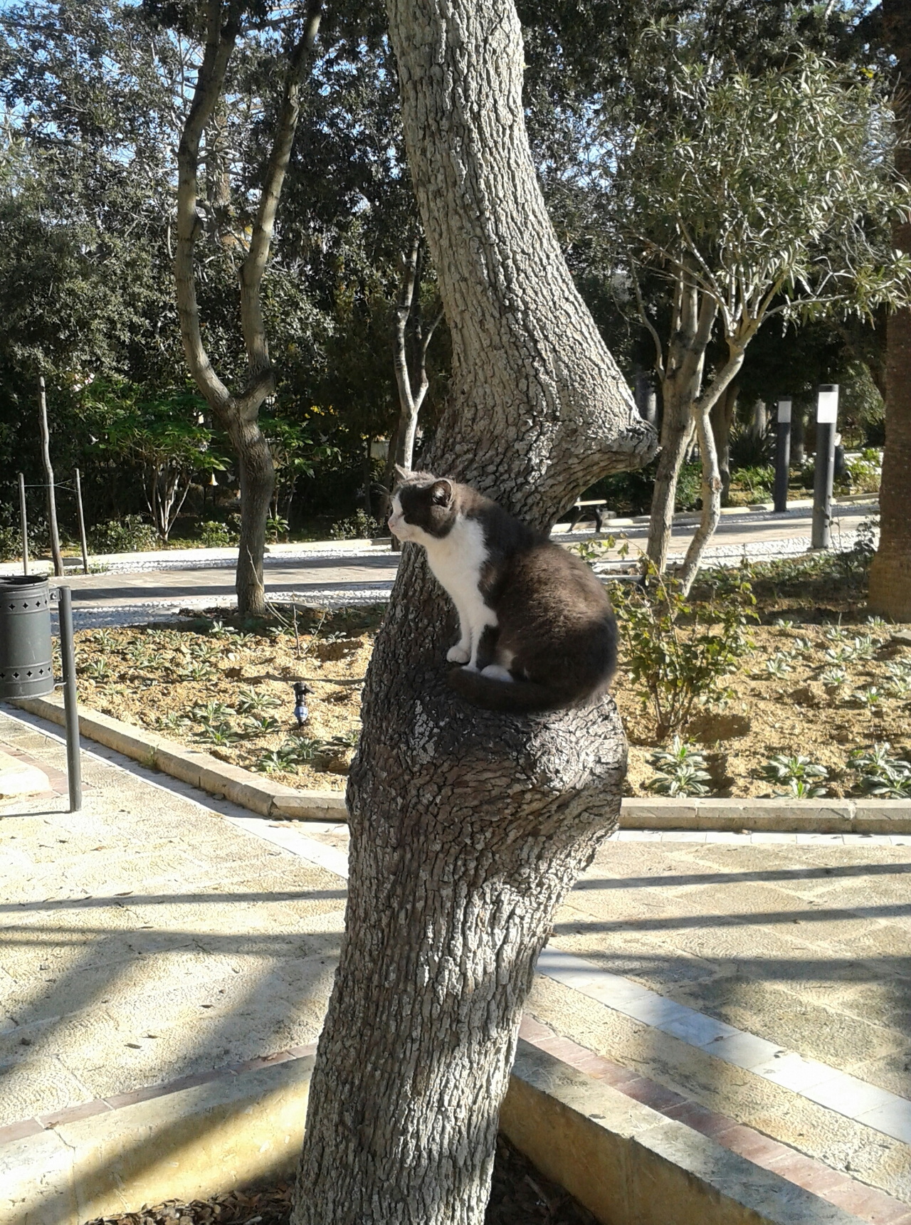 I gatti di Villa Rundle
