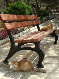I gatti di Villa Rundle