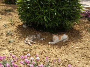 I gatti di Villa Rundle