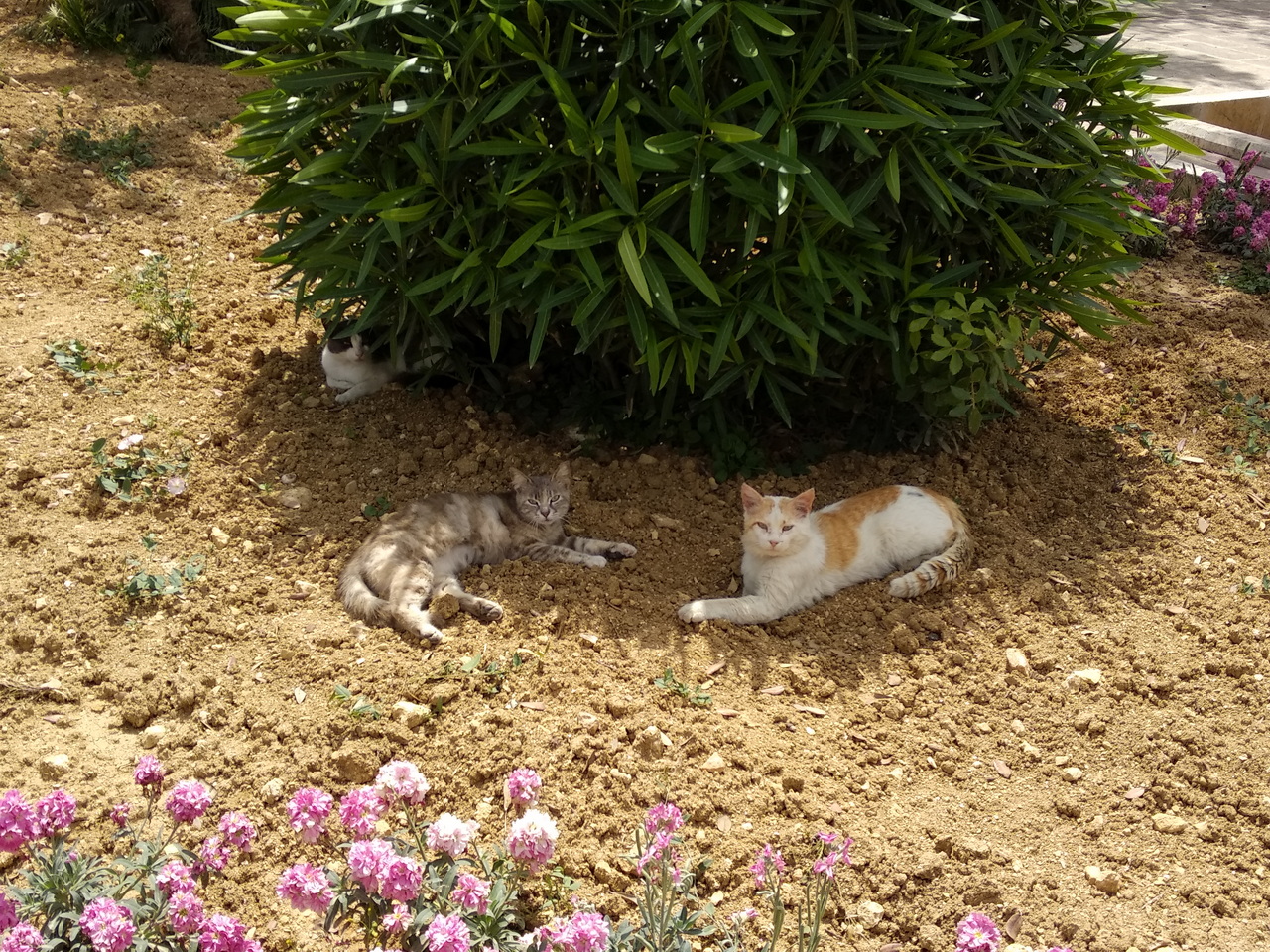 I gatti di Villa Rundle