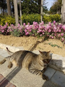 I gatti di Villa Rundle