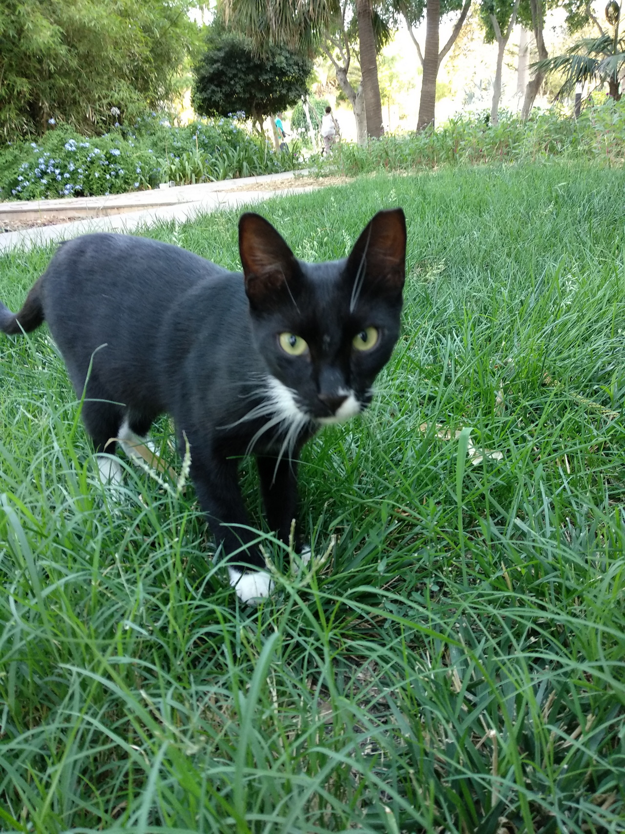 I gatti di Villa Rundle