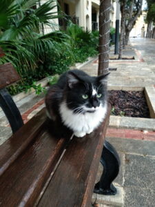 I gatti di Villa Rundle