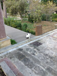 I gatti di Villa Rundle
