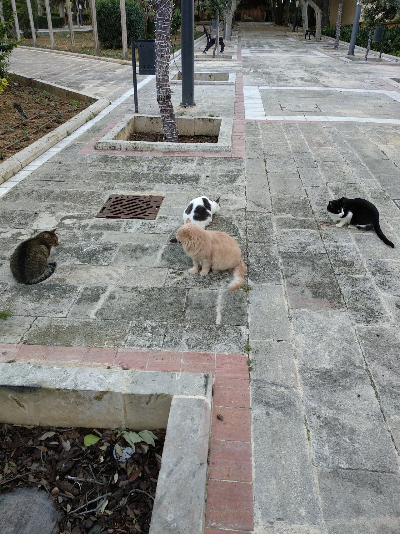 I gatti di Villa Rundle