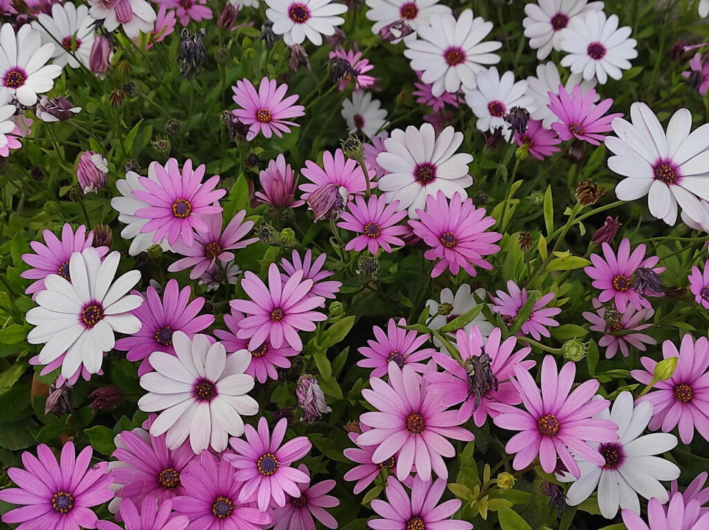 Fiori di Villa Rundle