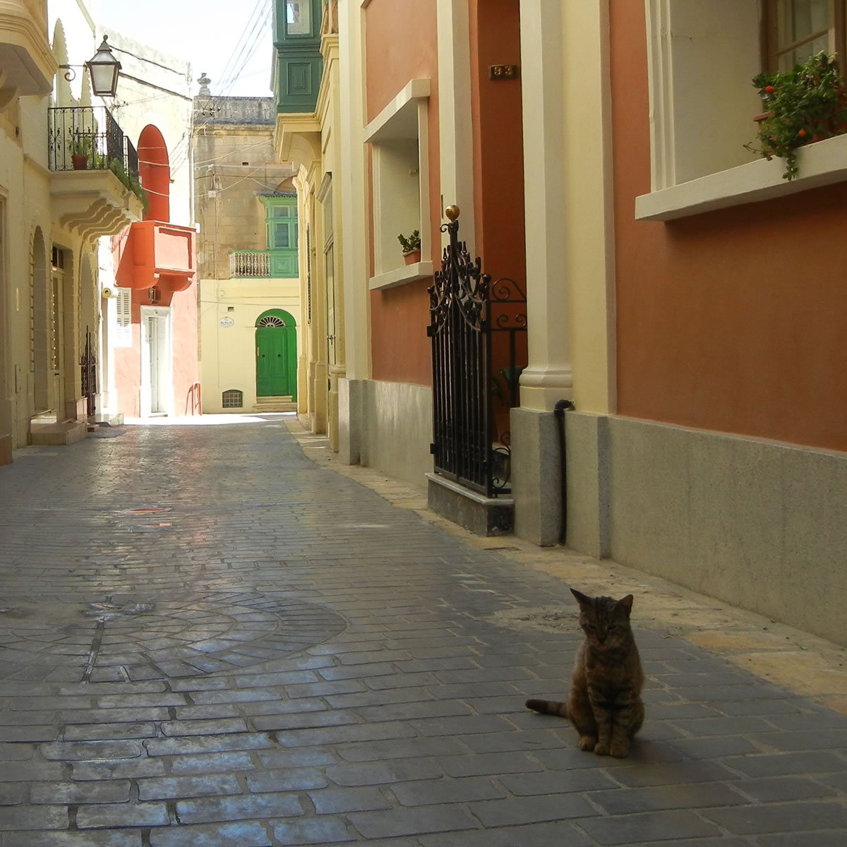 Anziano gatto del centro